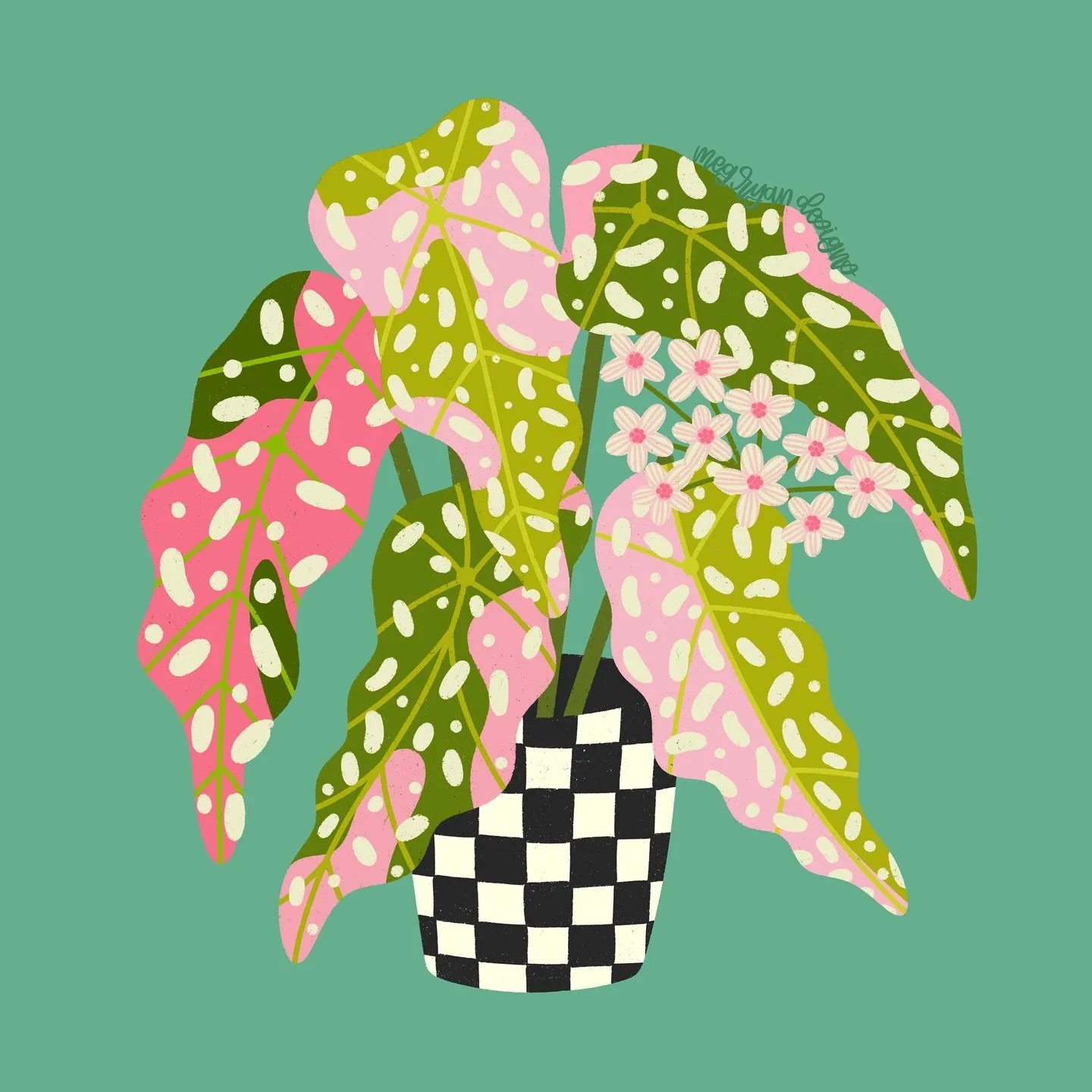 Couldn't decide exactly what do for the lettering color or background. But I want one of these so bad 😅

Begonia Maculata Pink Variegated...one of the prettiest plants 😍🩷

variegated begonia | begonia maculata | pink variegated begonia | polka dot