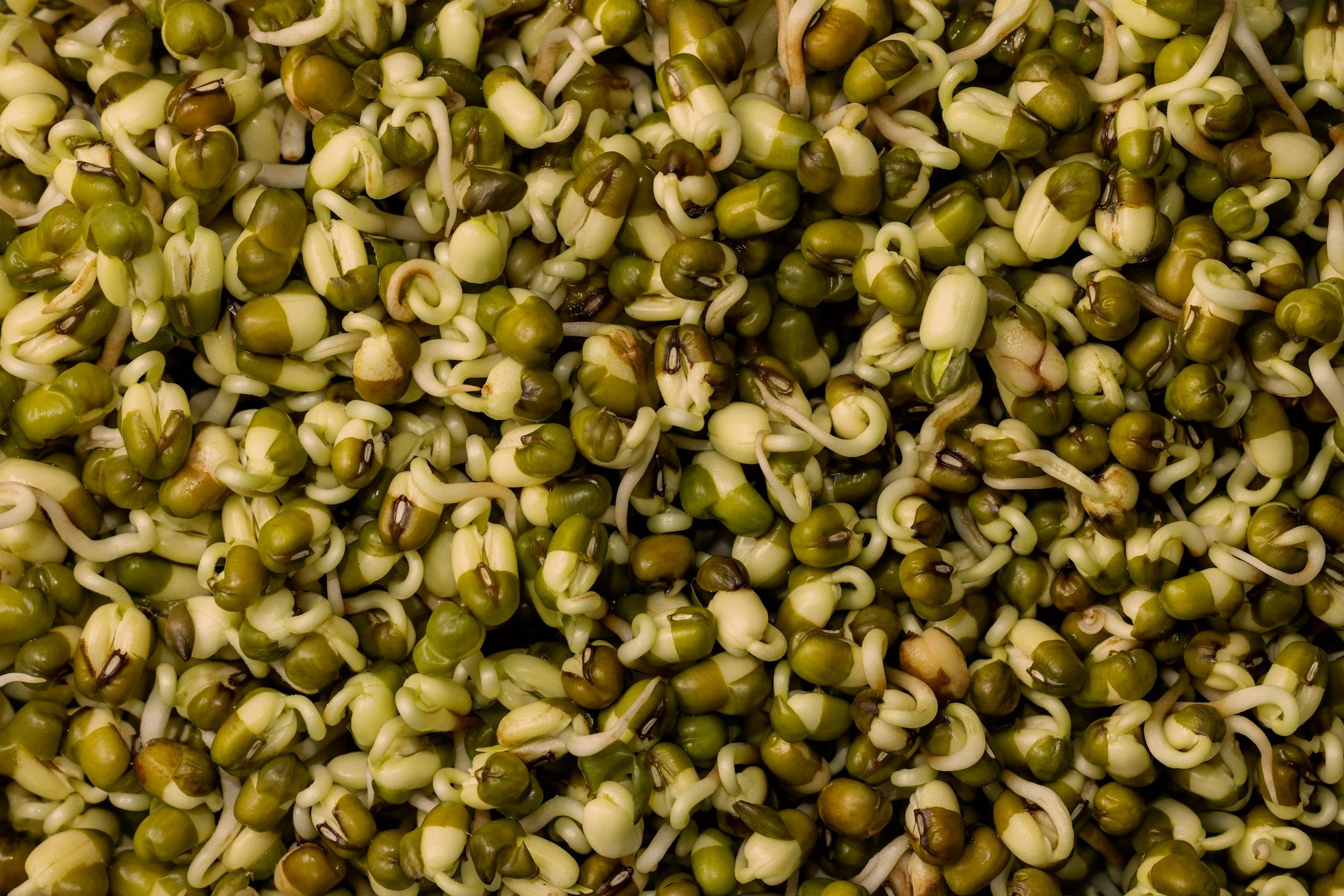 Mung Bean Benefits in Summer: A Traditional Chinese Medicine Cooling Food + 3 Easy Recipes
