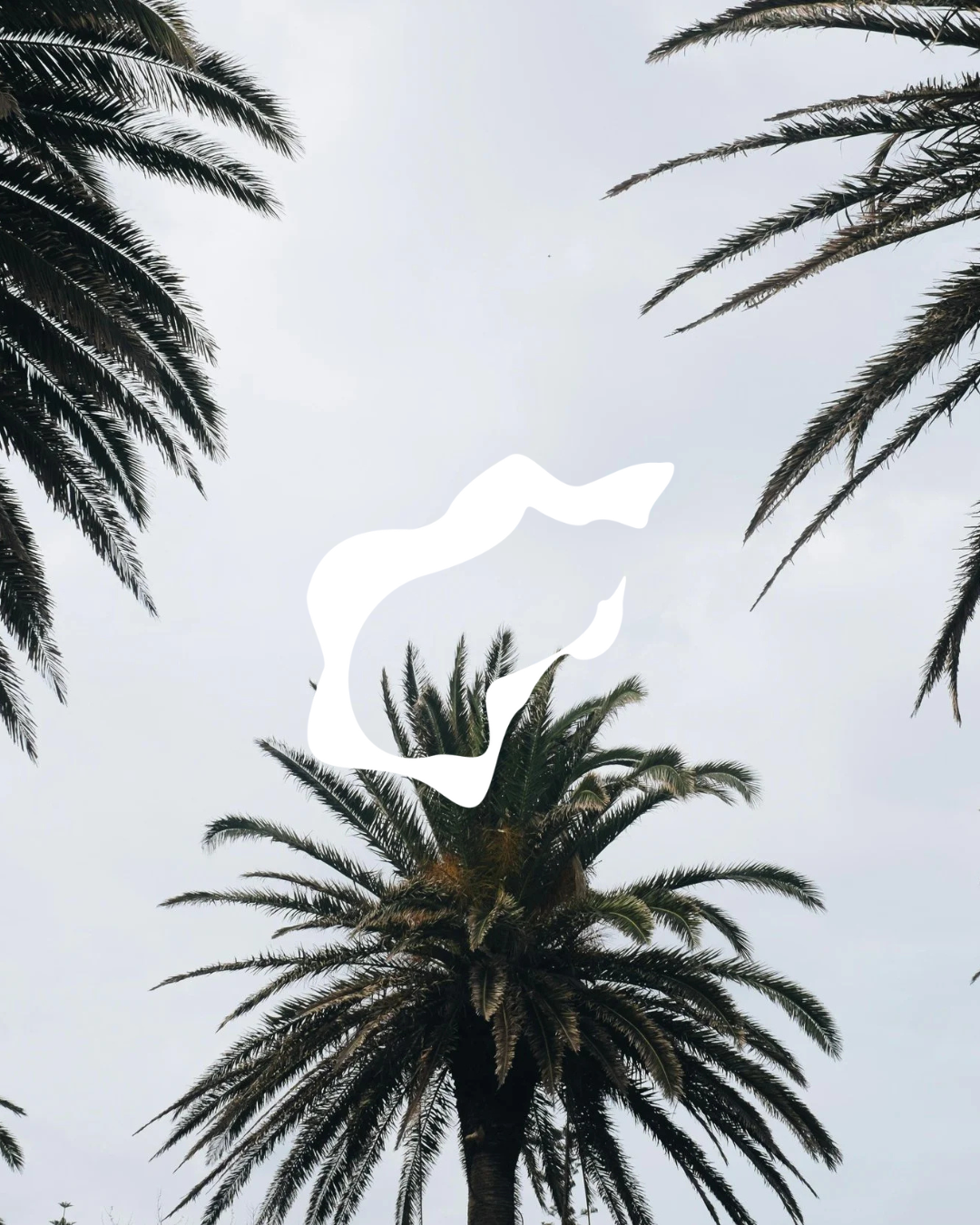 Palm trees against an overcast sky