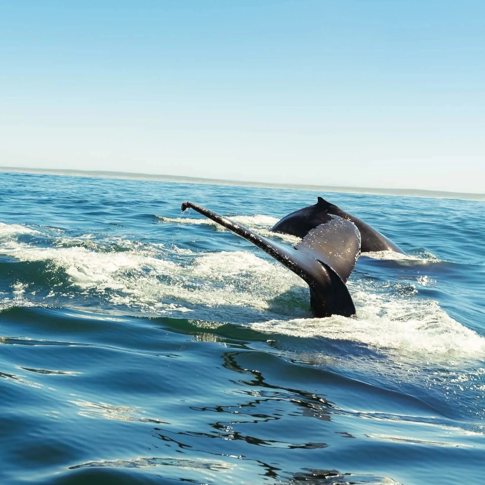 A whale's tail emerging from the ocean surface during the day.