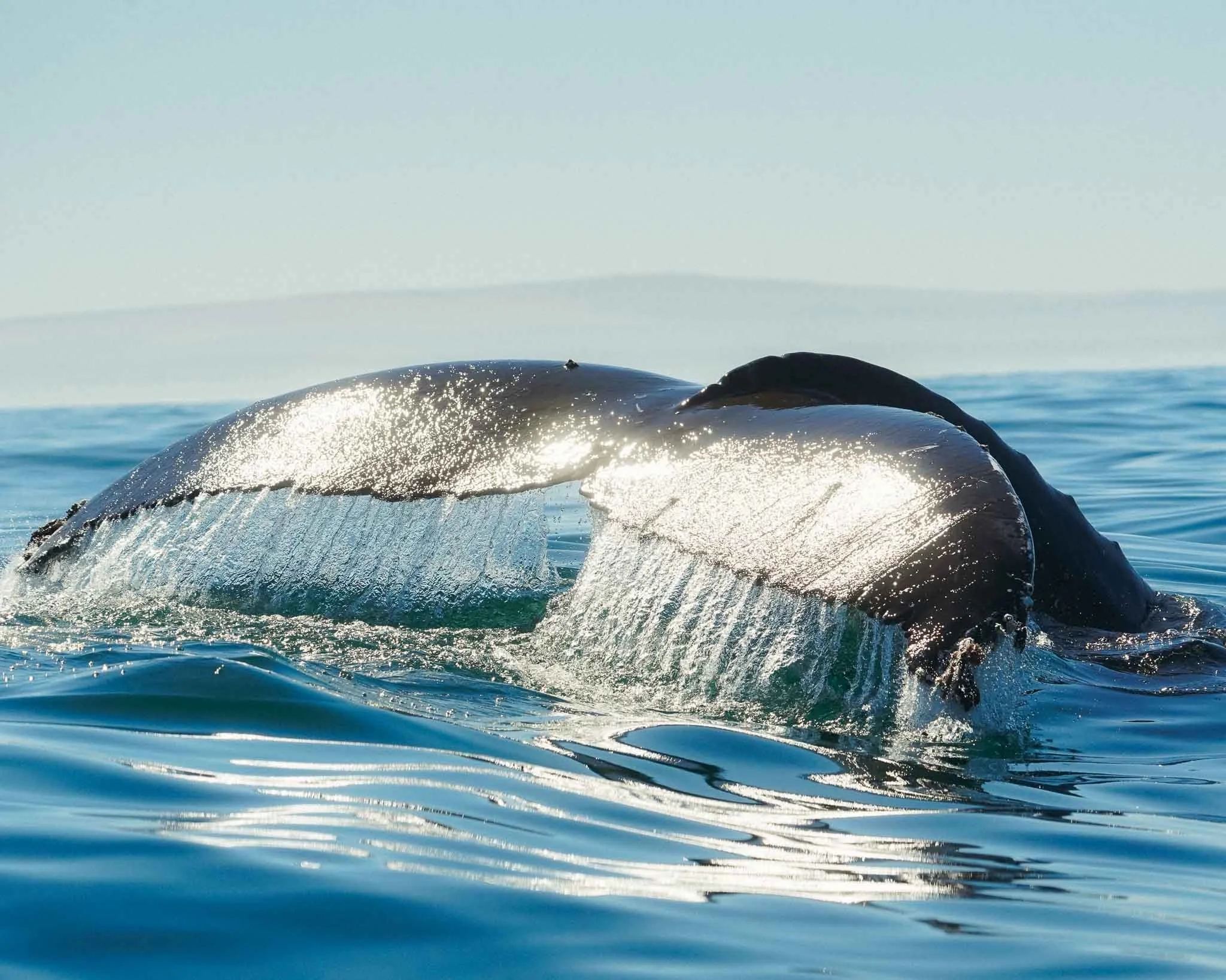 Close-up of a whale's tail emerging from the water with sunlight reflecting off its wet surface.