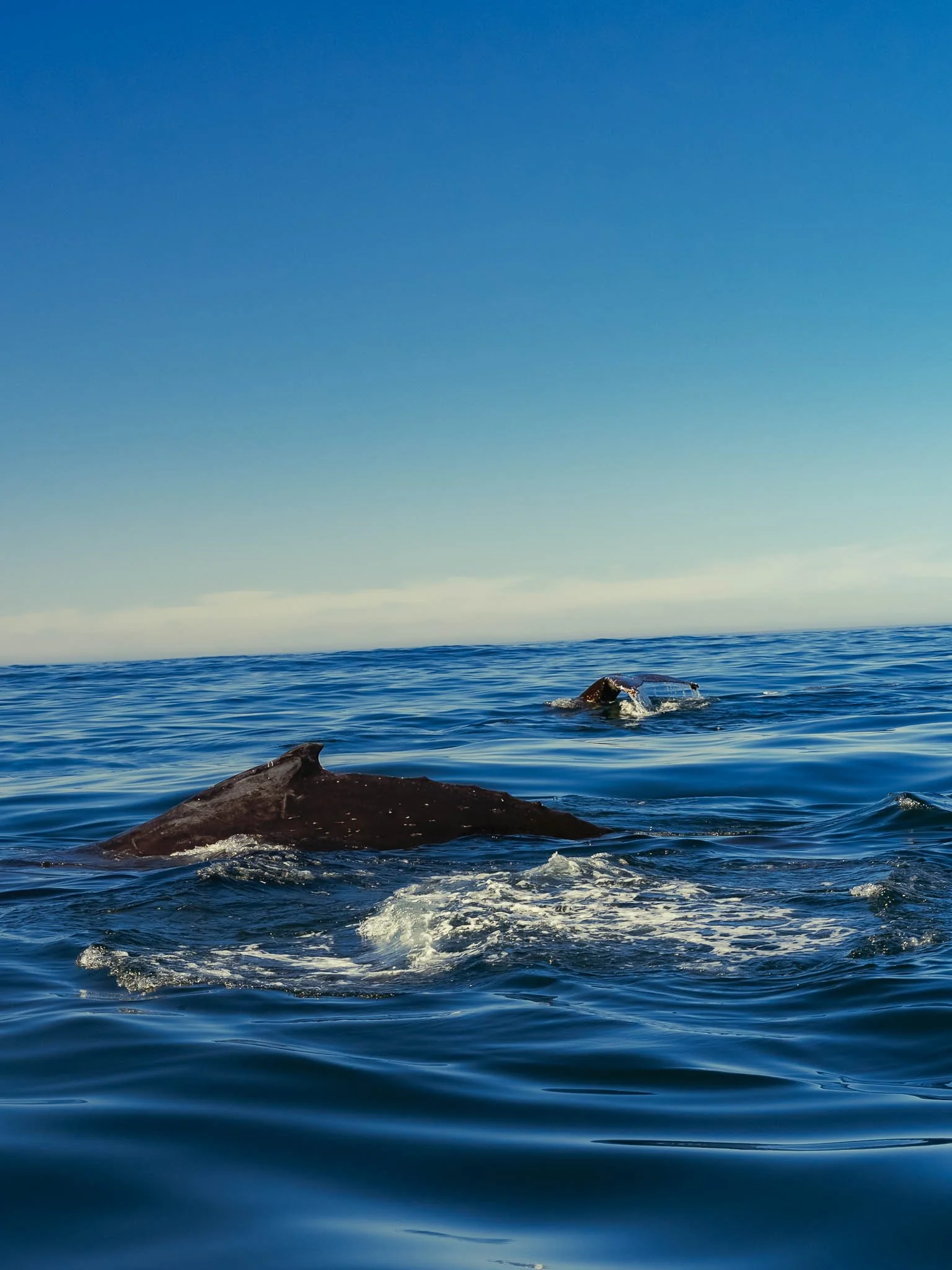 Two whales swimming in the ocean, one with its dorsal fin breaking the water's surface and the other with its tail visible in the background, under a clear blue sky.