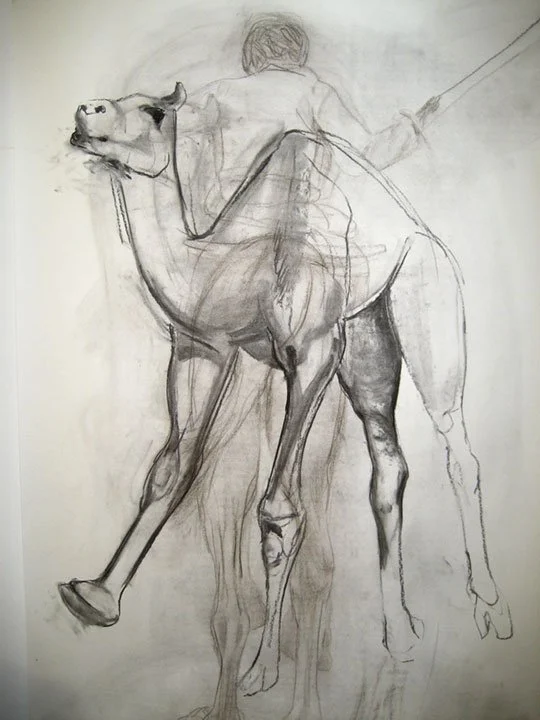 confused camel, 2014, Charcoal on paper