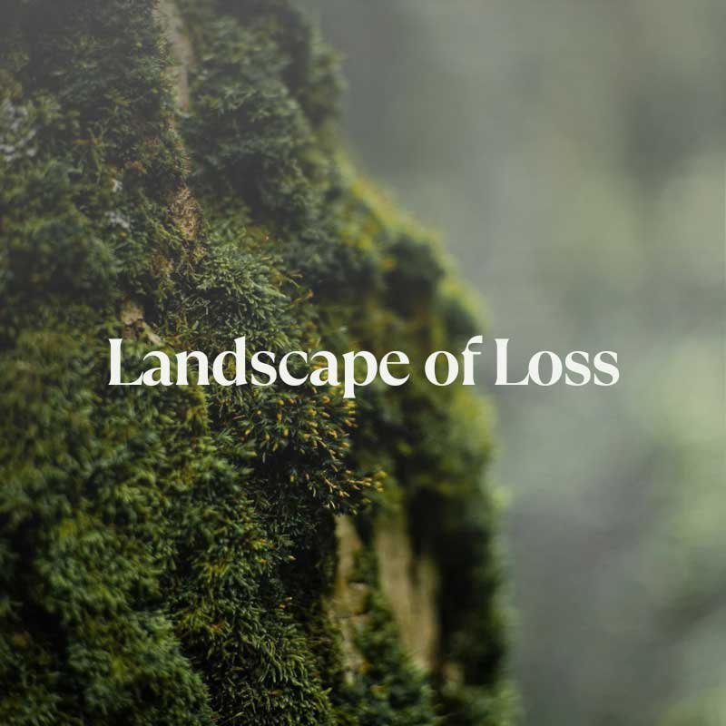 Landscape of Loss