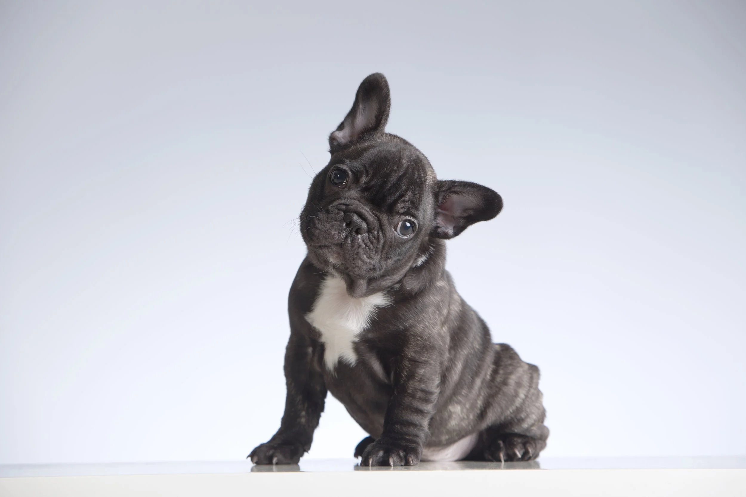 Canine Capital French Bulldog Pup _1a.jpg
