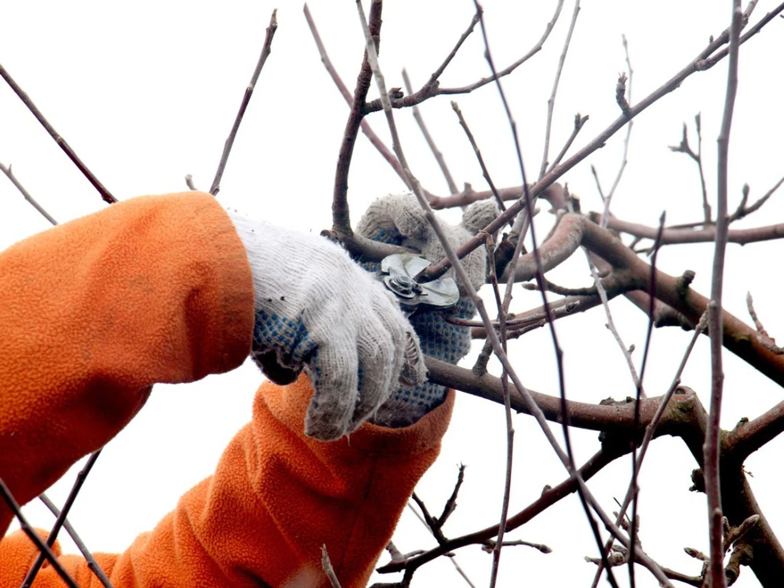 Gardener pruning tree branches during winter dormancy