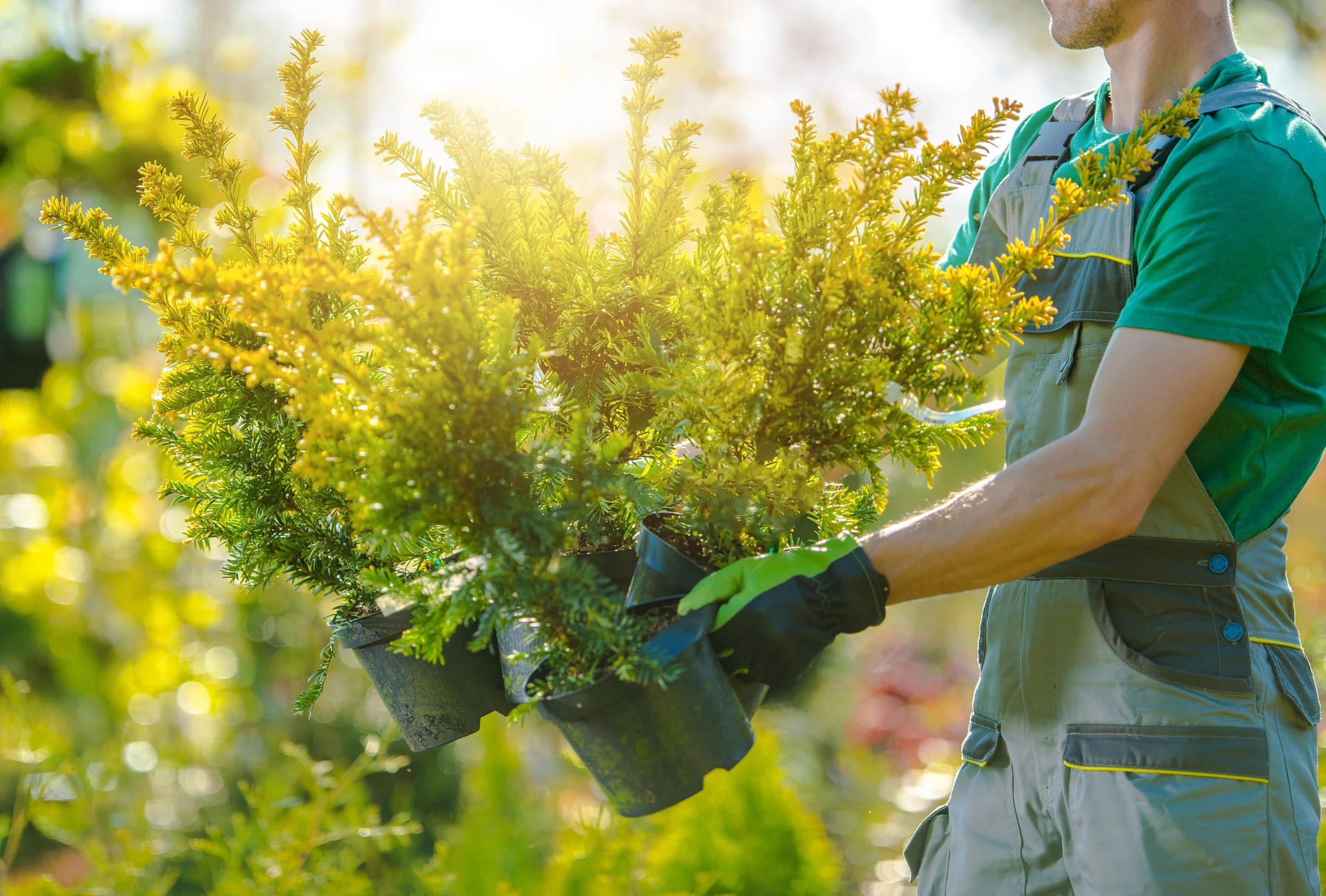 Shrub installation in Seacoast NH