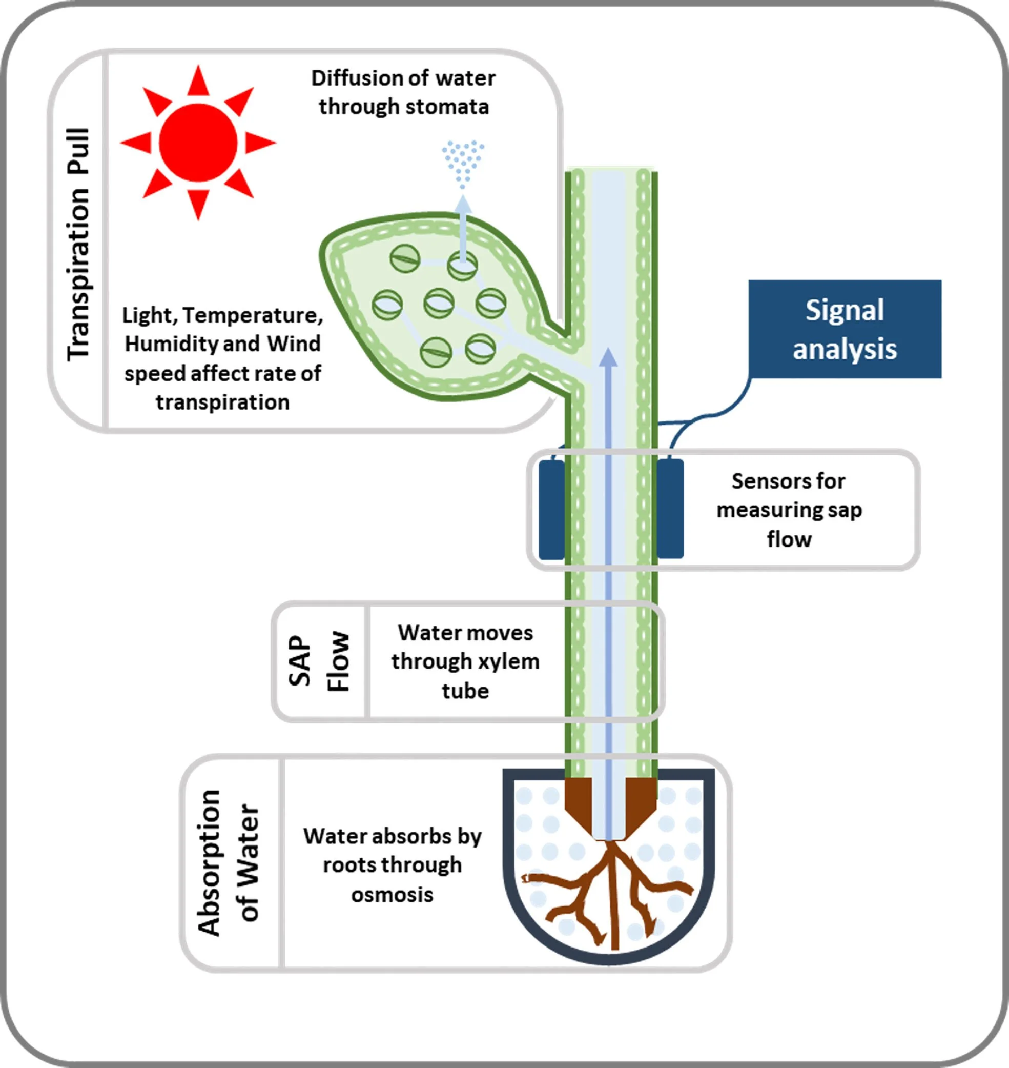 The Science Behind Sap Flow: Why February Pruning Matters