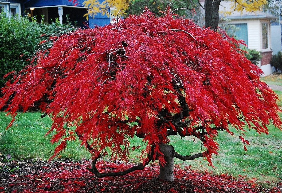 How to Prune Ornamental Maples Without Stressing Them