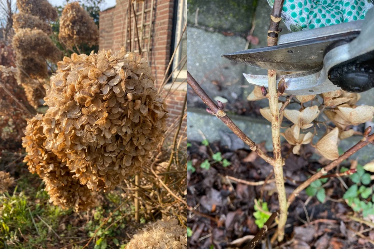 Pruning Hydrangeas: Old Wood vs. New Wood Varieties
