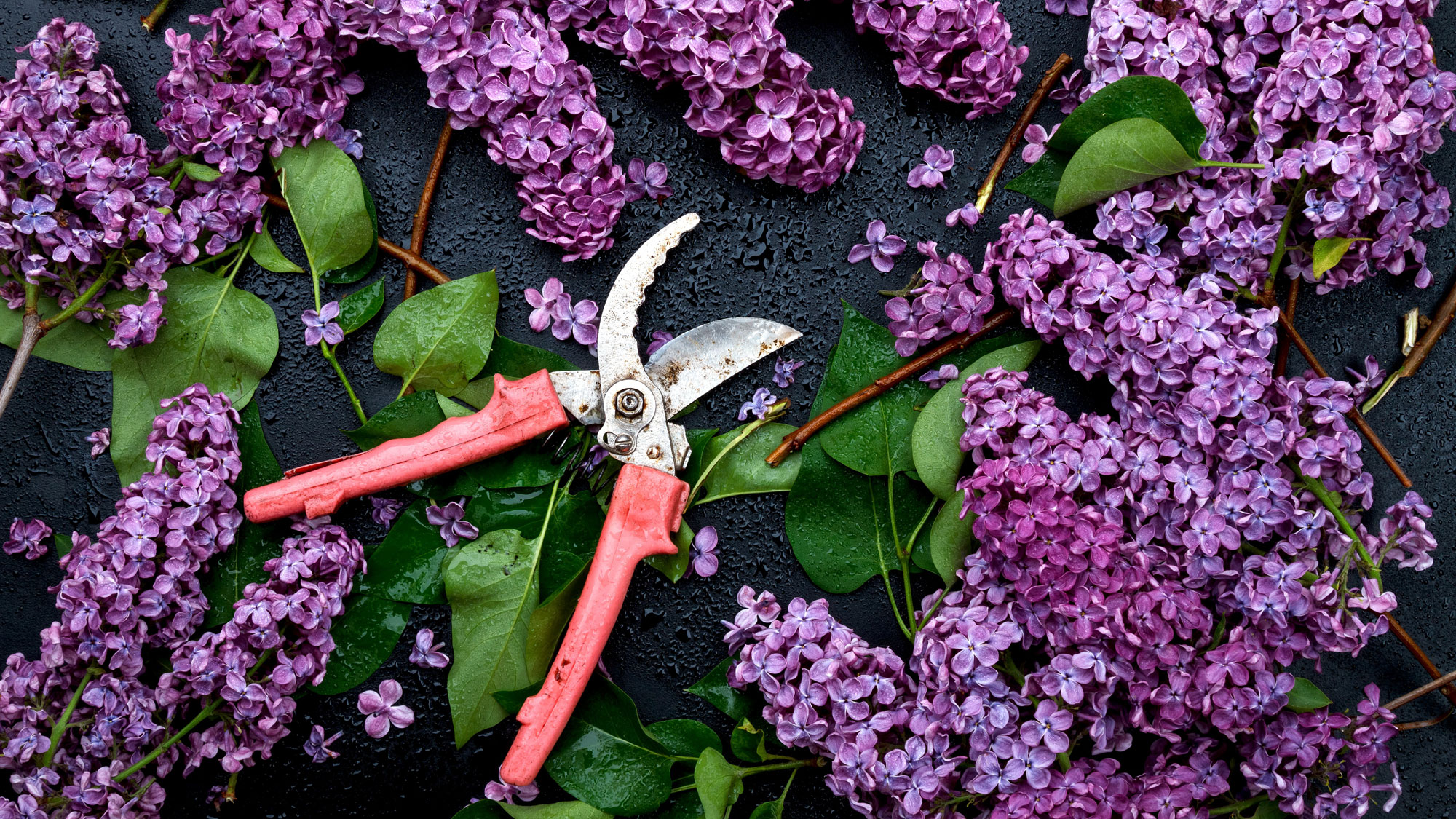 When to Prune Spring Flowering Shrubs for Best Results