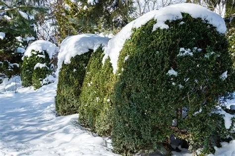 Late Winter Hedge Pruning: Setting the Stage for Dense Growth