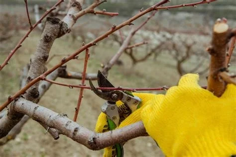 Fruit Tree Pruning for Maximum Bloom and Fruit Set