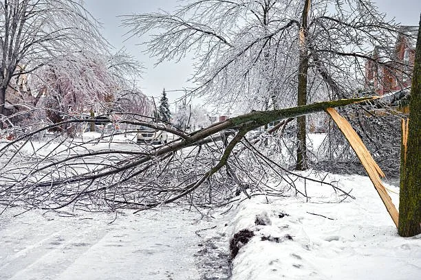How to Spot and Remove Winter Damaged Branches