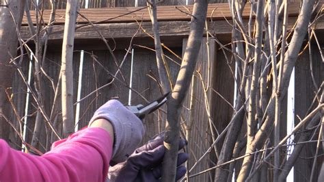 The Role of Heading Cuts vs. Thinning Cuts in Shrub Health