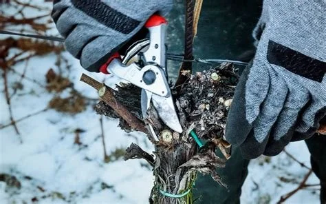 Why Dormant Pruning Heals Faster: The Science Behind Winter Cuts