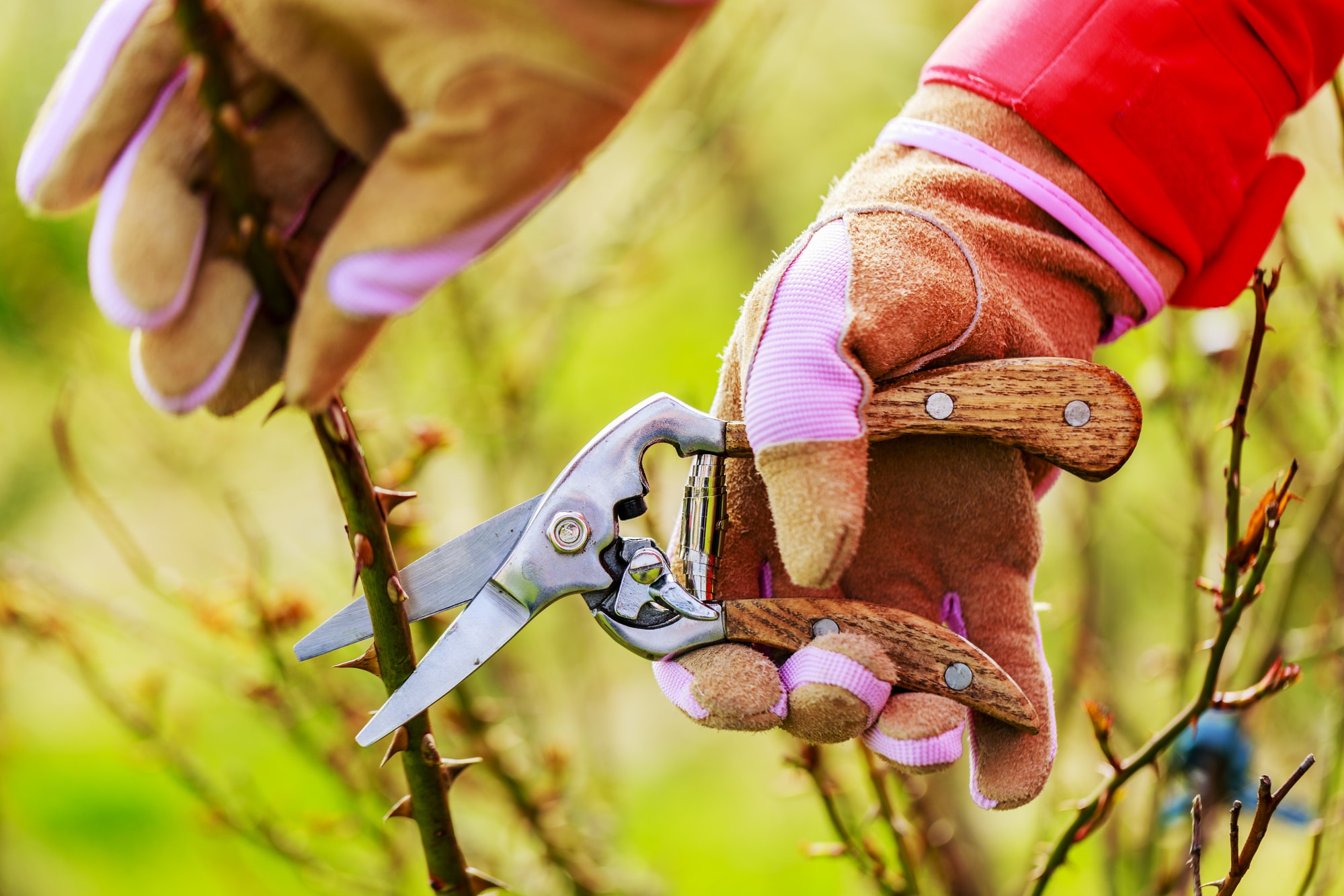 Pruning Shrub Roses for a Longer Blooming Season in the New Hampshire Seacoast