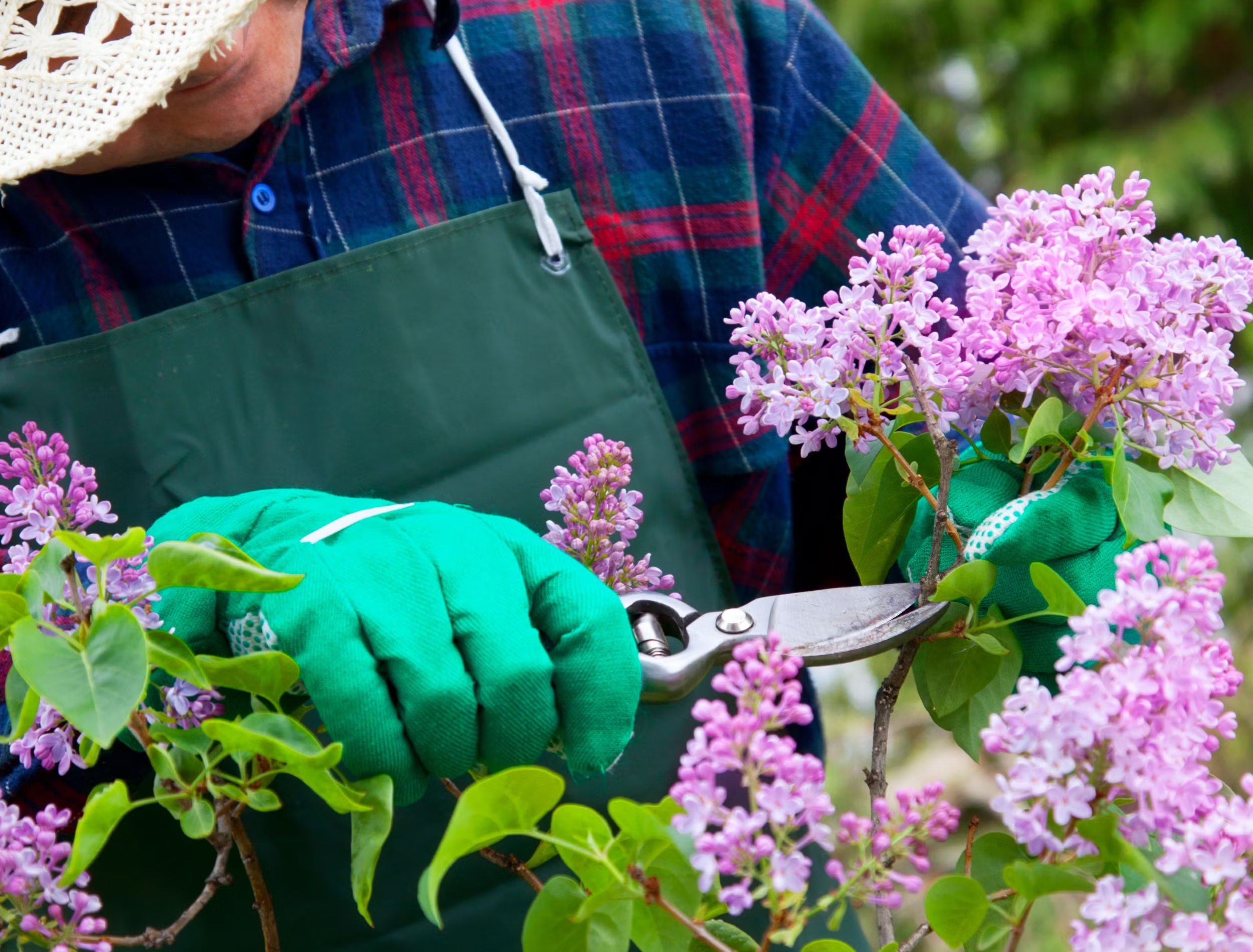 Pruning Lilacs in Early Spring: Dos and Don’ts