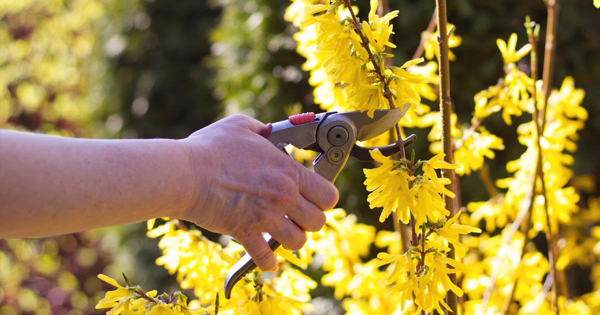How to Prune Forsythia for Bigger BloomsExpert Pruning