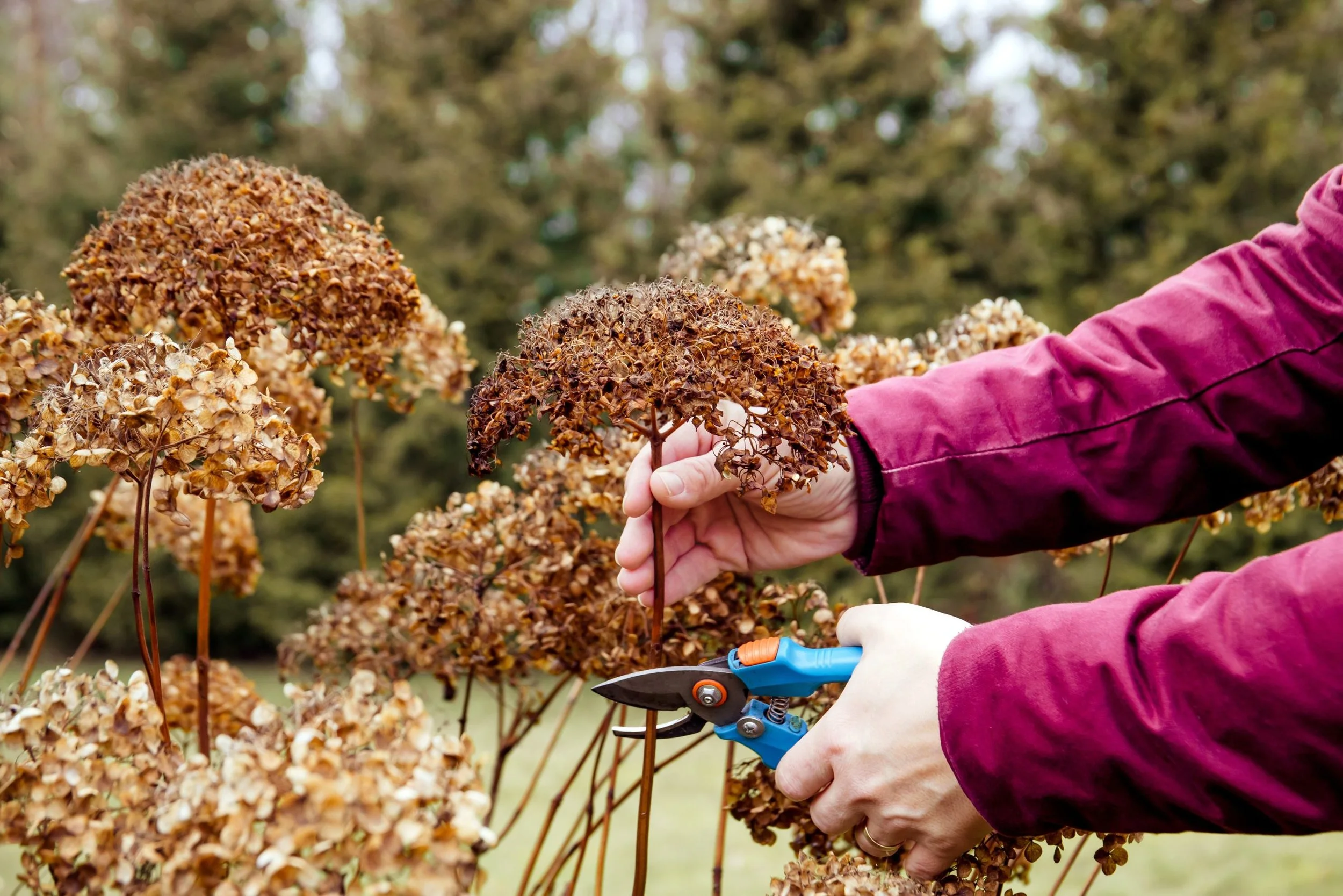 Prune Your Limelight Hydrangeas the Right Way for Strong Growth
