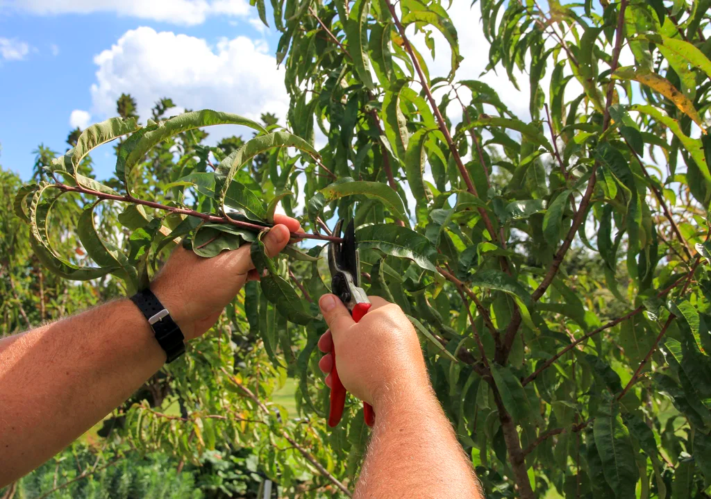 How to Prune Fruit Trees After Bloom for Healthier Crops