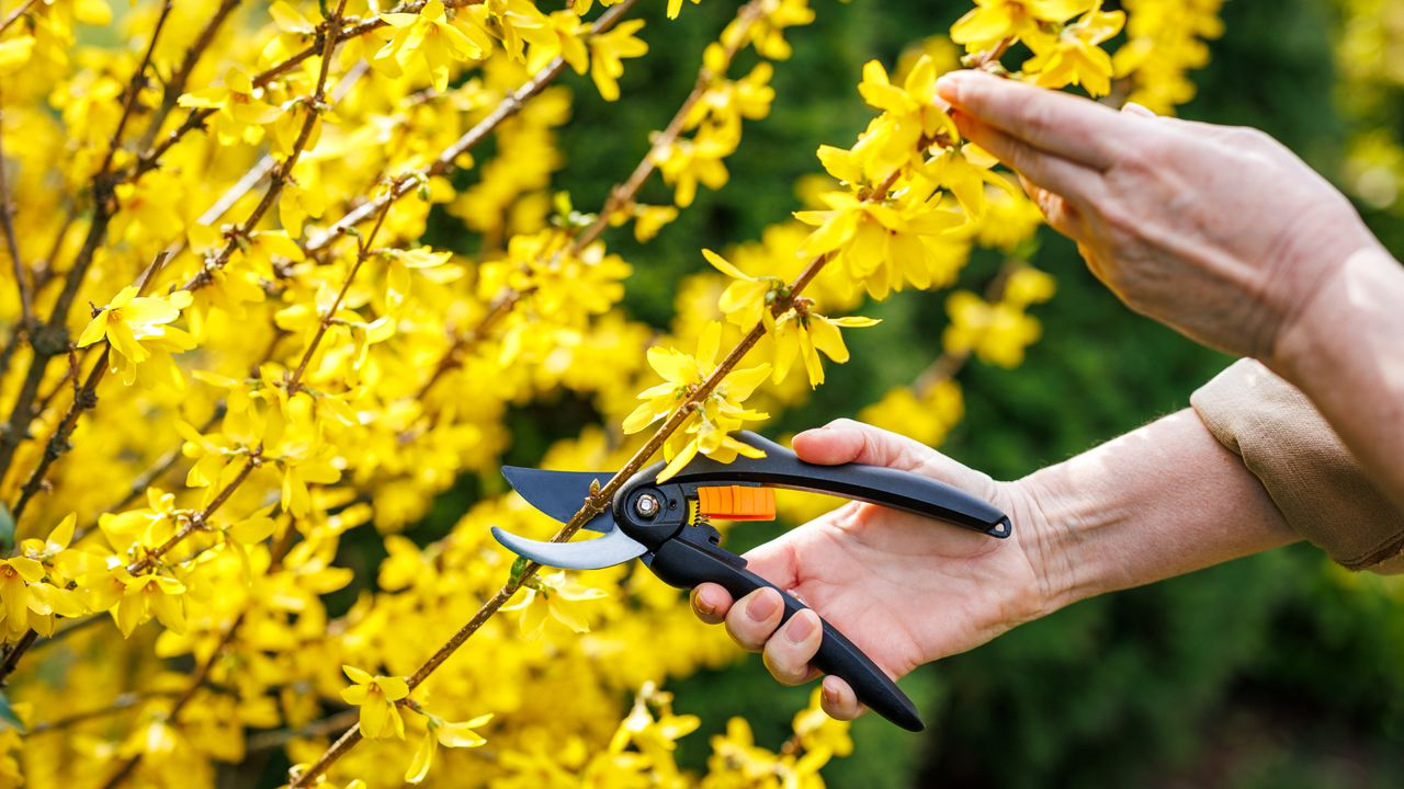 Pruning Forsythia for Shape and Longevity in Kittery, Maine