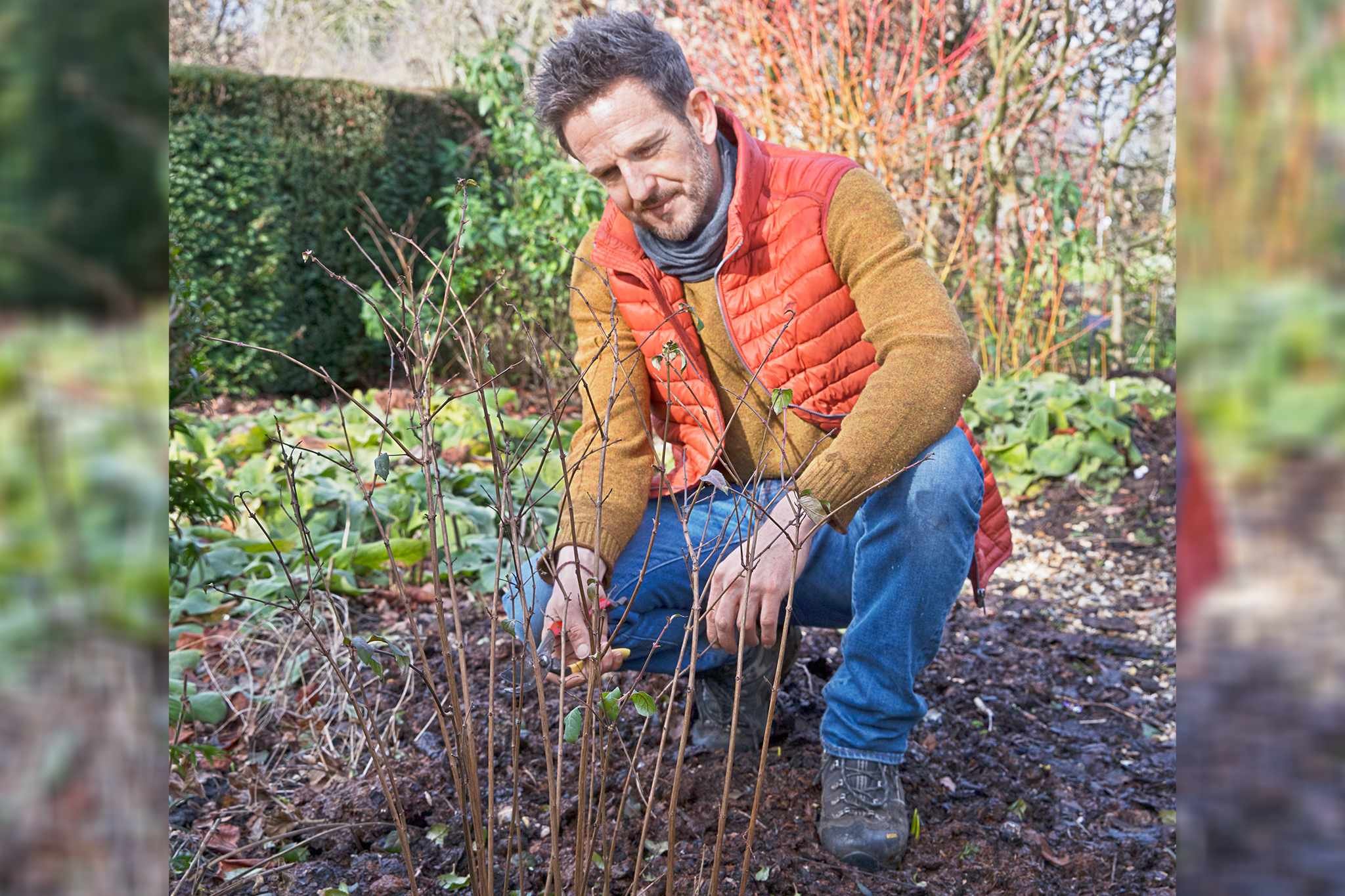 How to Prune Early-Spring Flowering Shrubs After Bloom
