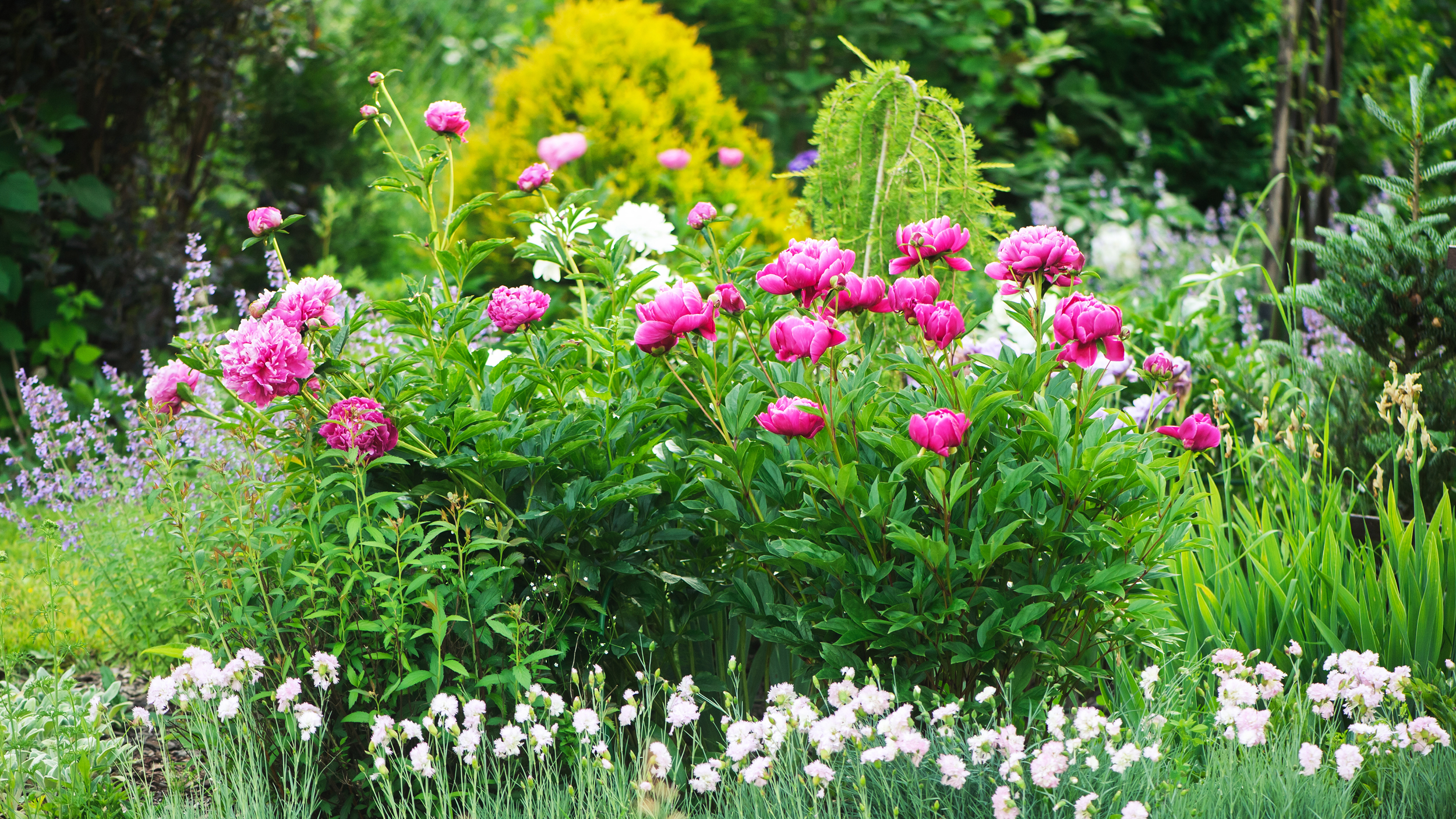 How to Prune Rhododendrons After Bloom on the NH Seacoast