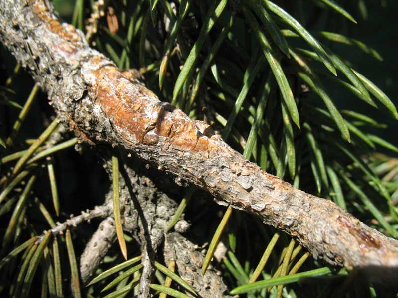 Cytospora Canker on Spruce Trees: Why Pruning Is the Only Answer | Expert Pruning NH