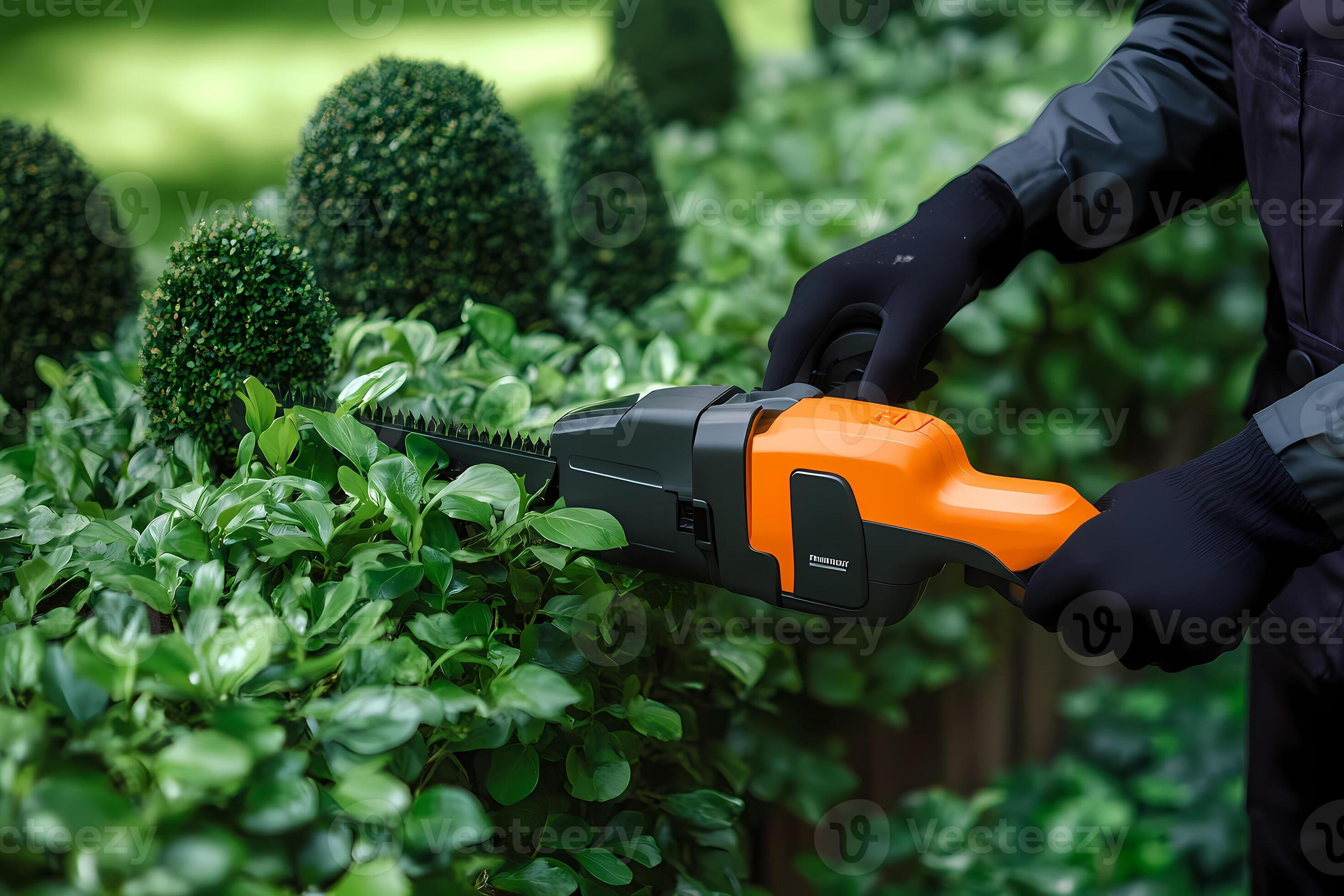 Shaping Hedges for Summer Density: How to Get the Fullness Right