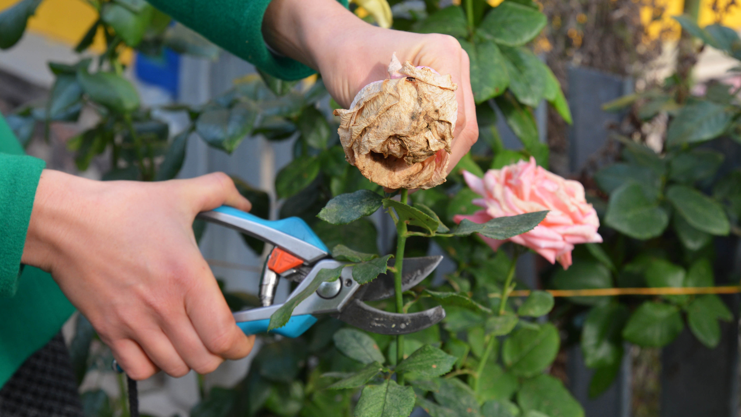 When and How to Deadhead Roses in Late Spring