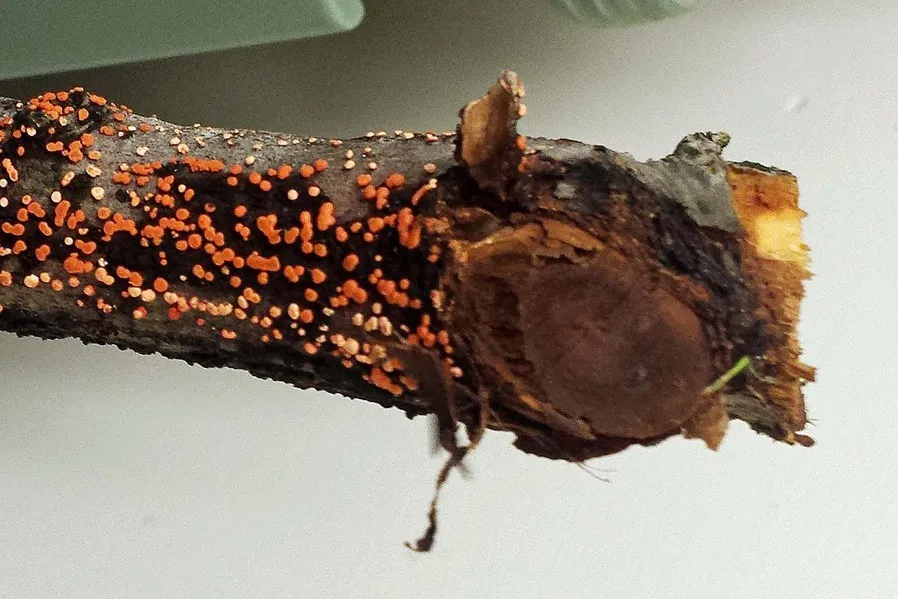 Nectria Canker: How to Recognize It and Why the Pruning Cut Is the Only Real Solution