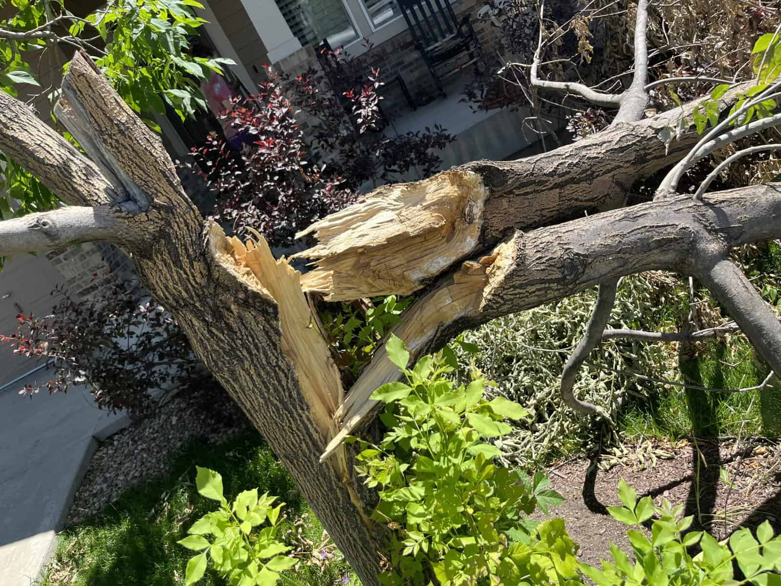 How to Correct Storm-Damaged Branches in Spring | Expert Pruning Portsmouth NH