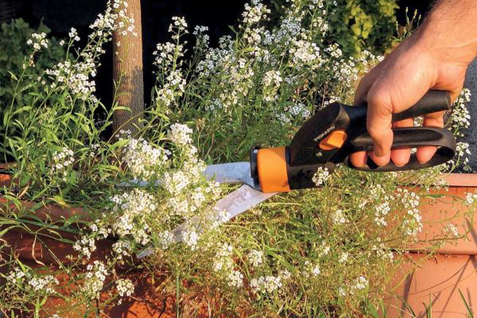 Pinching Back Annuals and Perennials for Fuller Growth | Expert Pruning | Rye NH