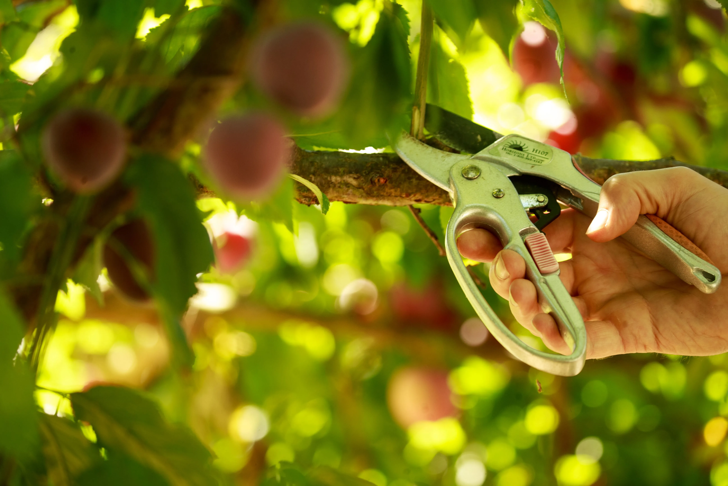 Summer Pruning Fruit Trees on the Seacoast: What Every Portsmouth Homeowner Should Know