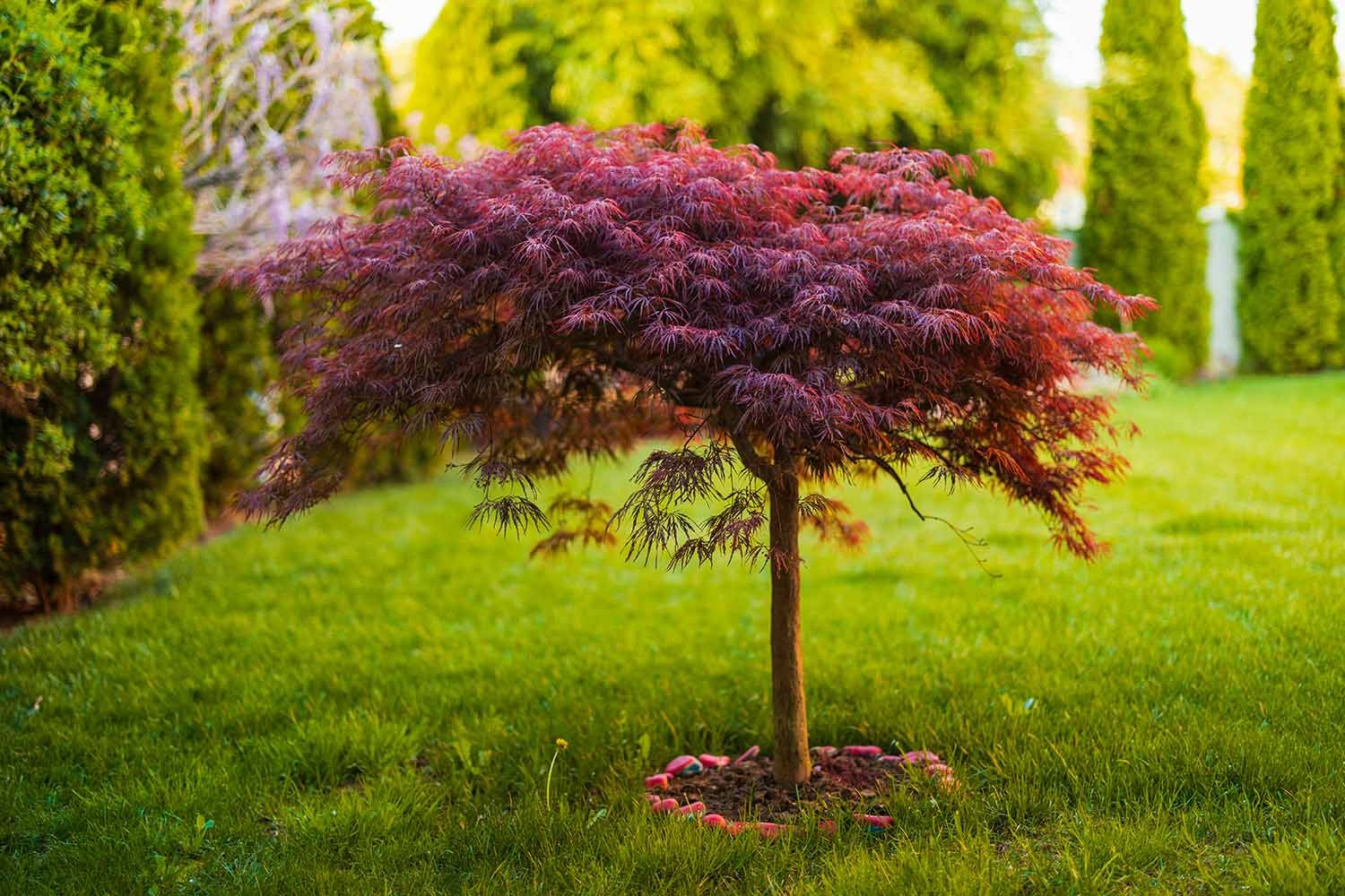 How to Shape Ornamental Trees Without Stressing Them: Expert Advice for Rye, NH Homeowners