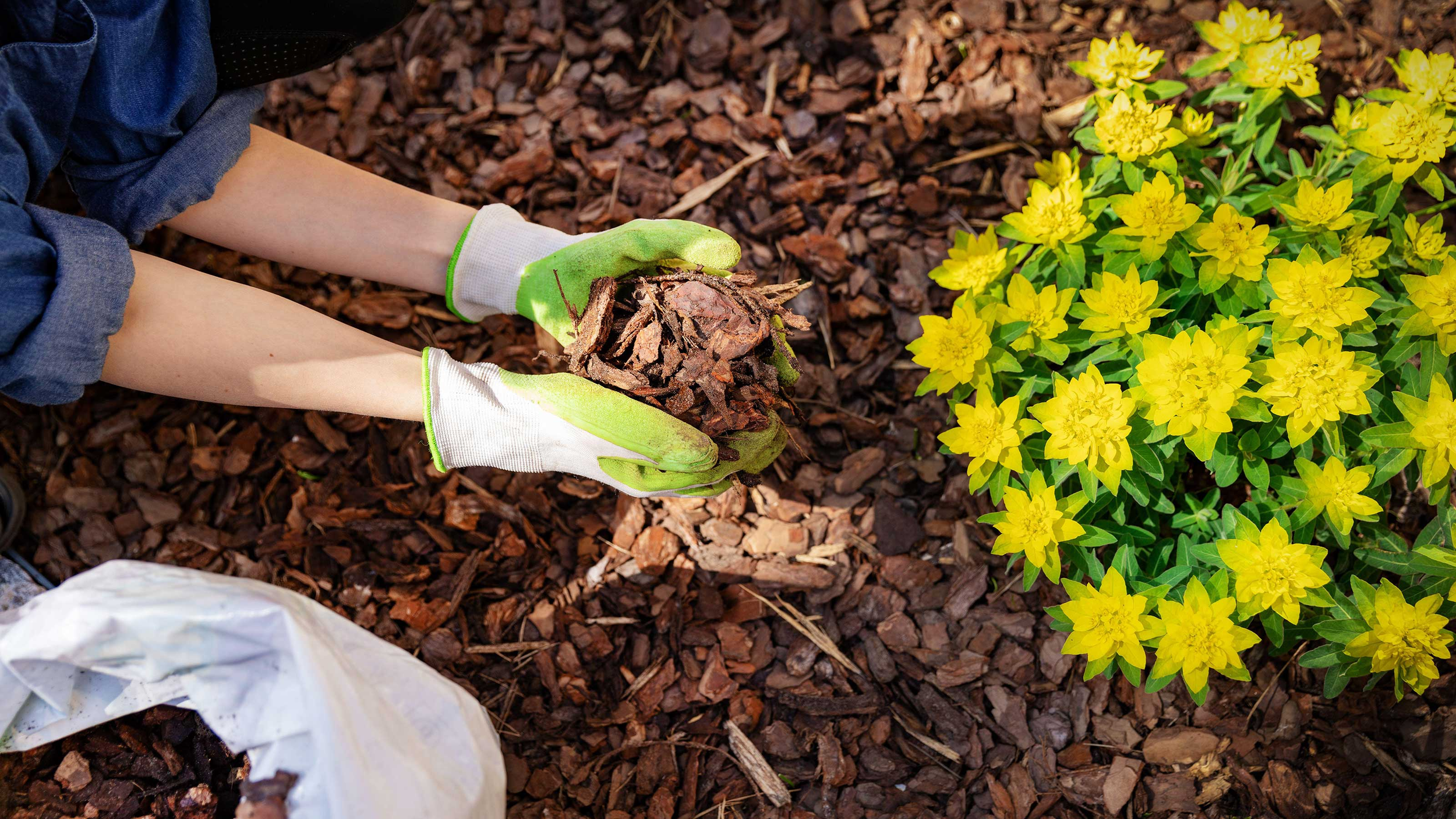 Seasonal Transition: Combining Pruning With Mulching in June in Exeter, NH