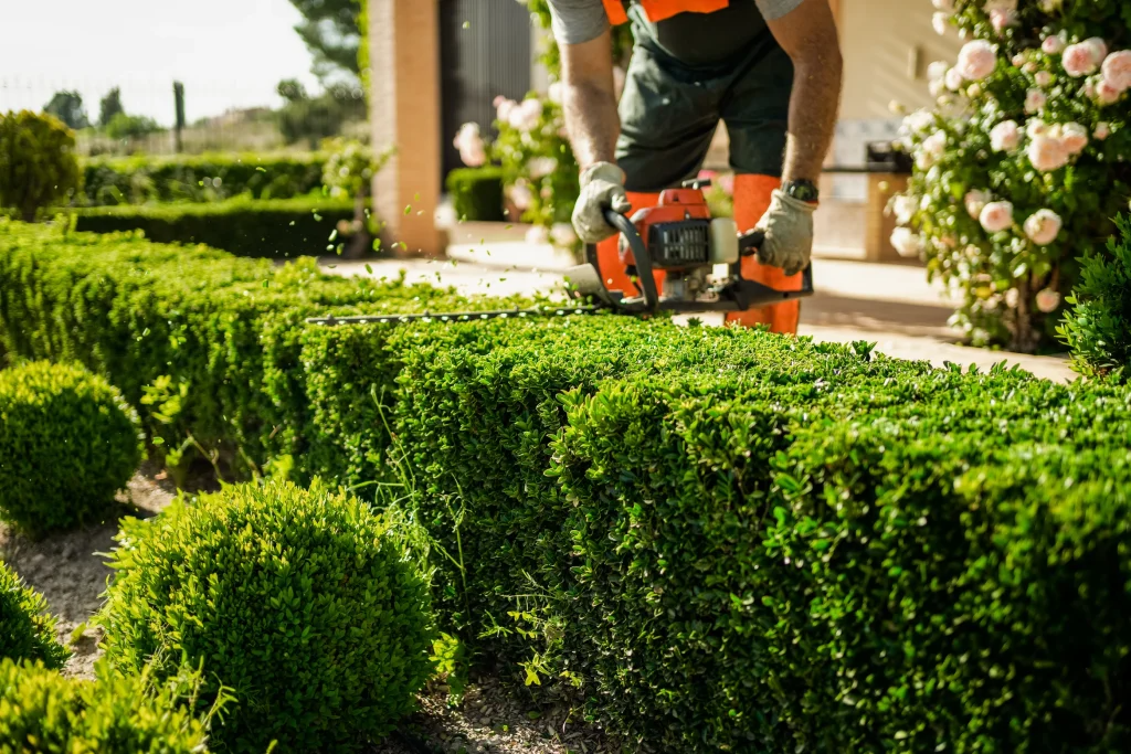 July Pruning Guide for Exeter Gardens: Managing Midsummer Growth