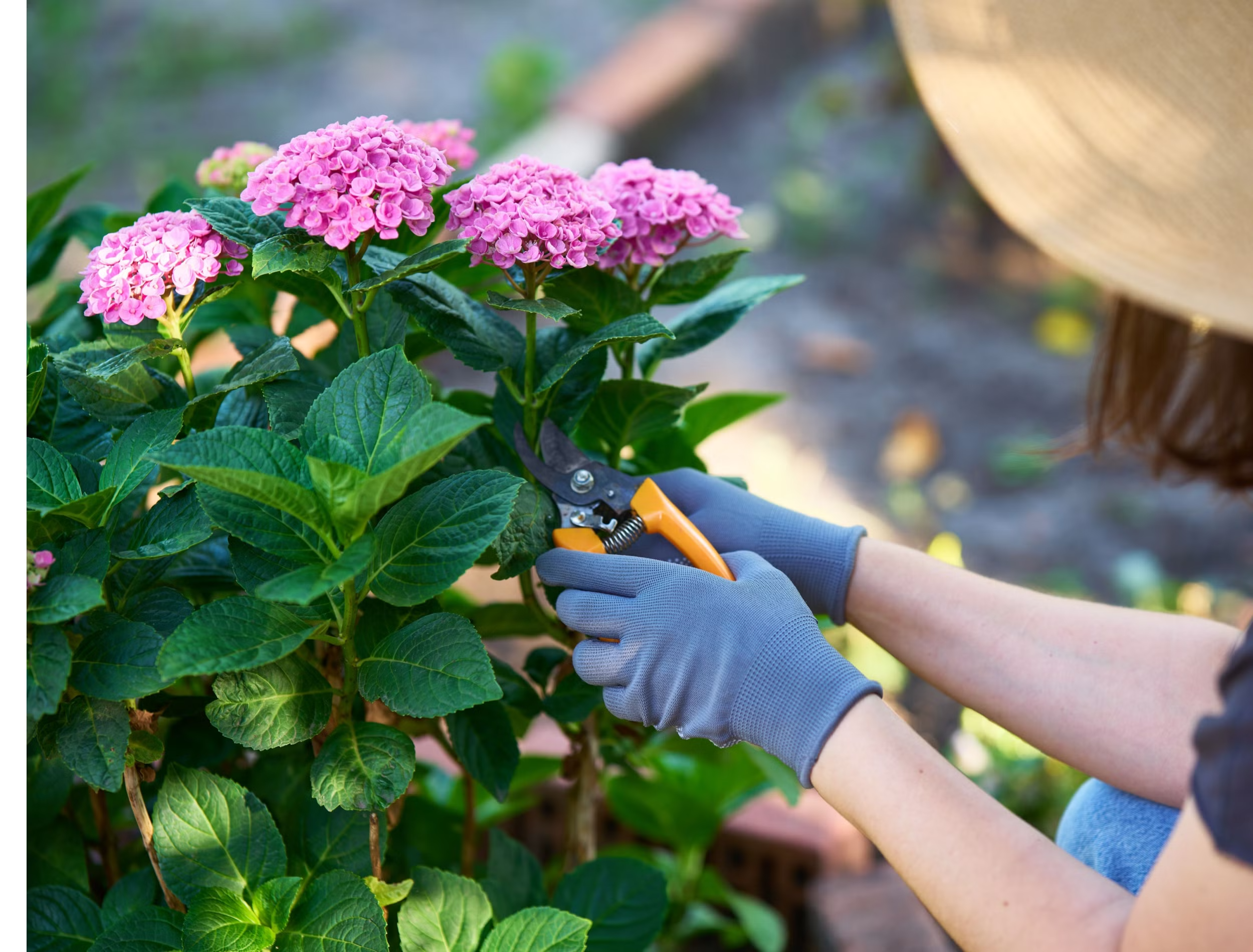 How to Prune Hydrangeas in Midsummer: A Rye Gardener's Guide