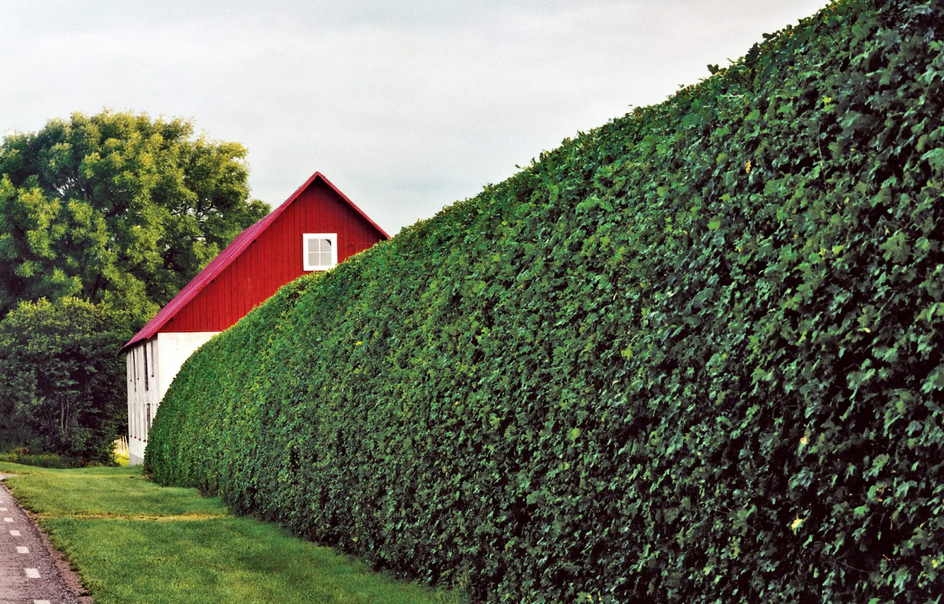 Summer Hedge Trimming: Keeping Privacy and Shape in Exeter Gardens