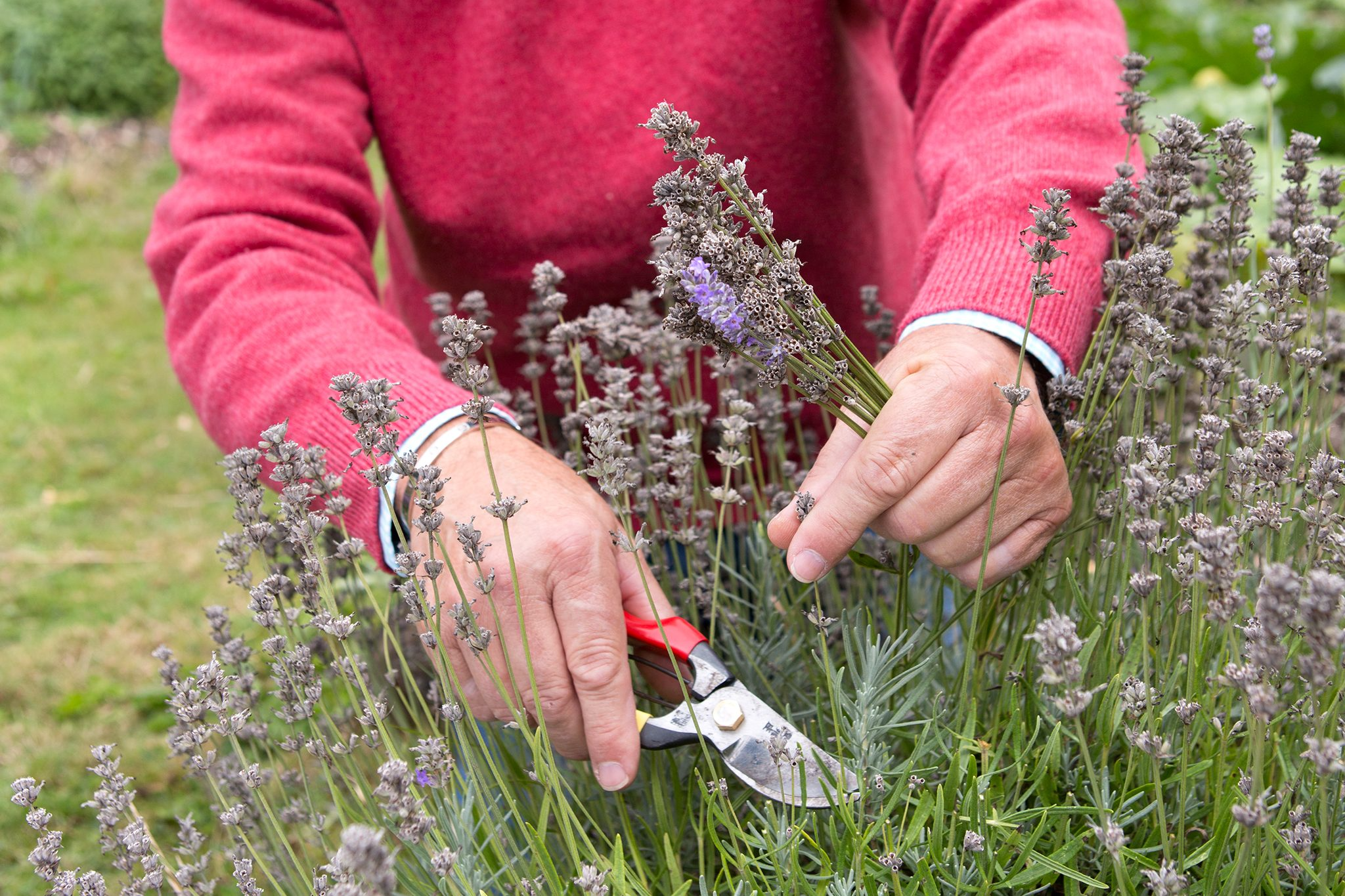 How to Handle Deadheading in July Gardens