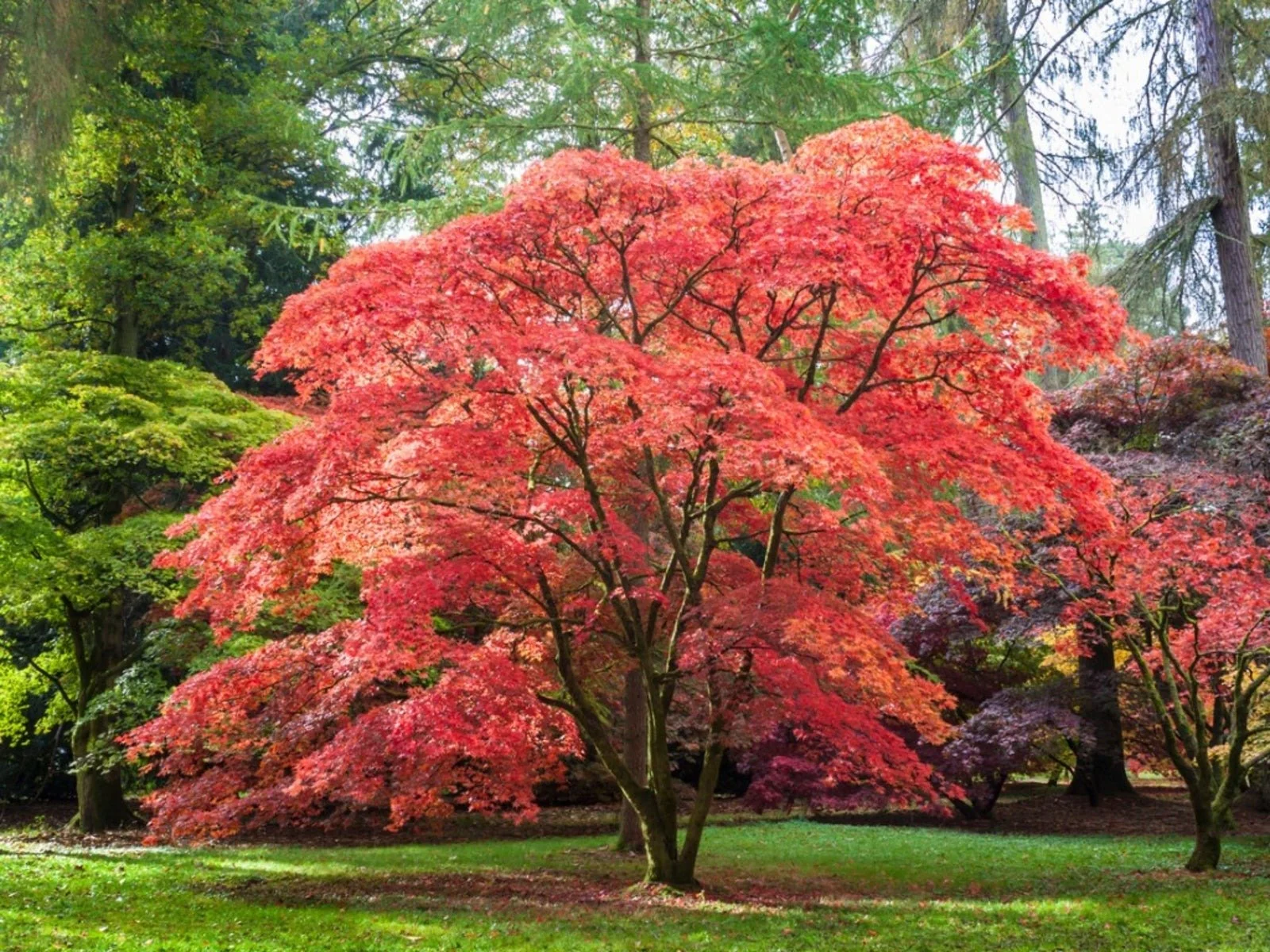 Shaping Ornamental Trees During Summer in Rye