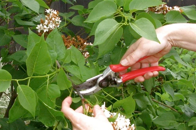 Pruning for Airflow: Reducing Disease in Humid Weather in Rye, NH