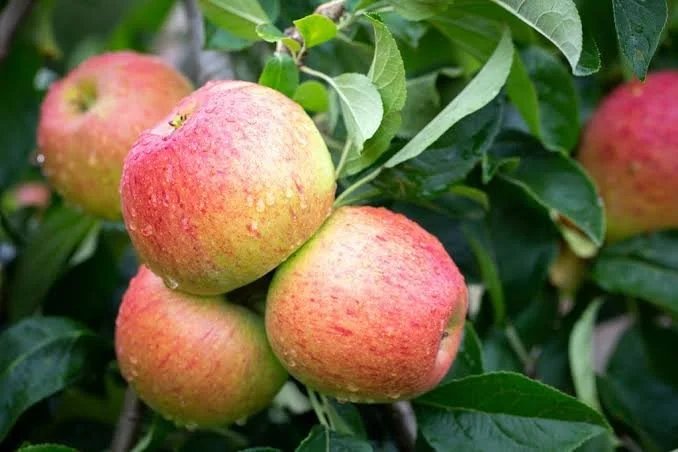 Best Practices for Summer Pruning of Fruit Trees in Rye, NH