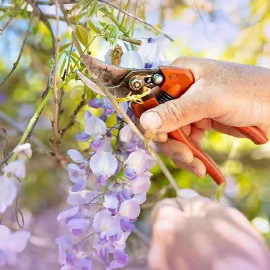August Pruning Checklist in North Hampton: Preparing for Fall