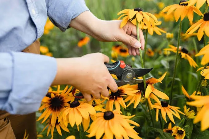 How to Prune Spent Perennials Without Stressing Them in Rye