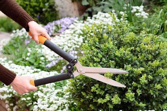 The Right Way to Cut Back Summer-Blooming Shrubs in Exeter