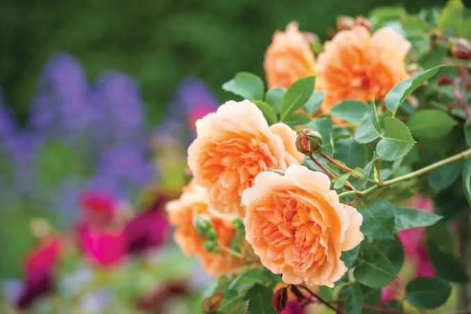 Pruning Roses for Late-Summer Blooms in Hampton