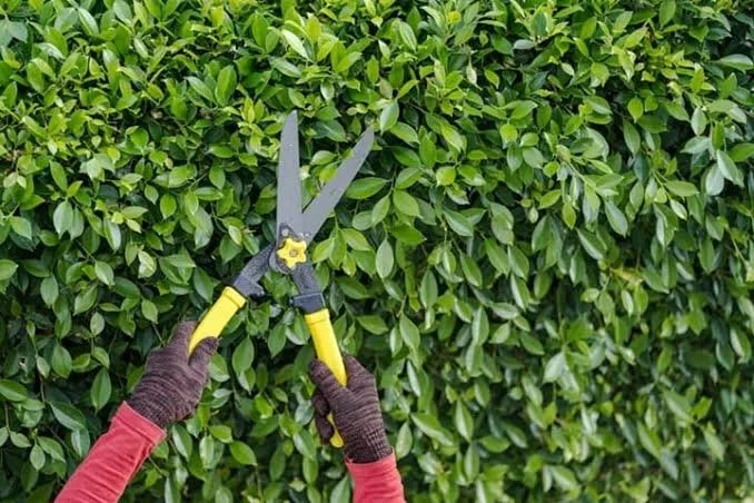 Managing Overgrown Hedges in August Heat in Hampton Falls