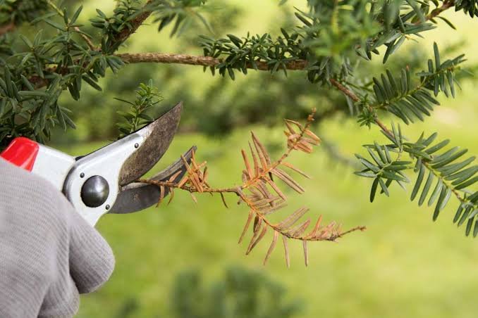 How to Revive Ornamental Trees With Midseason Pruning in Stratham